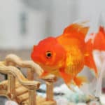 goldfish