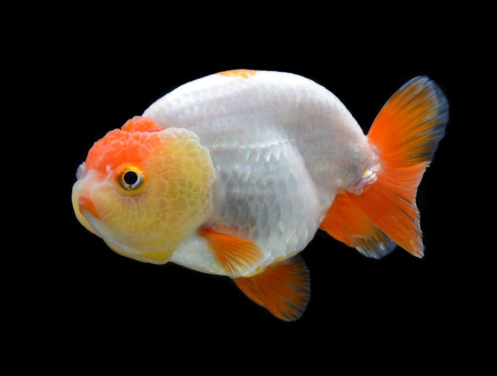 goldfish Ranchu