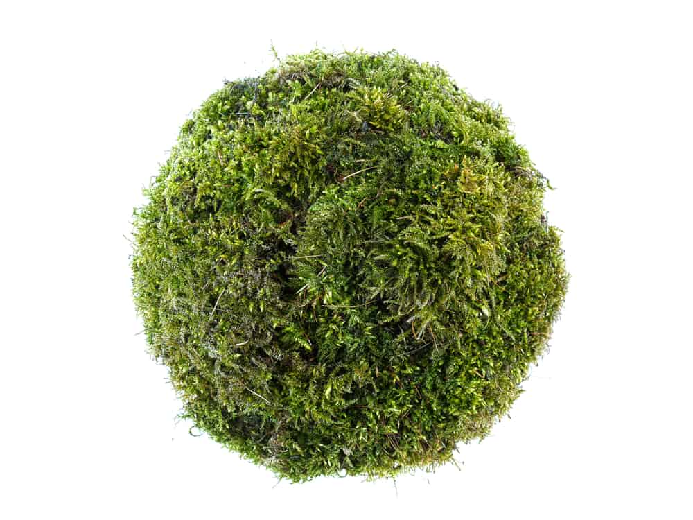 java moss ball