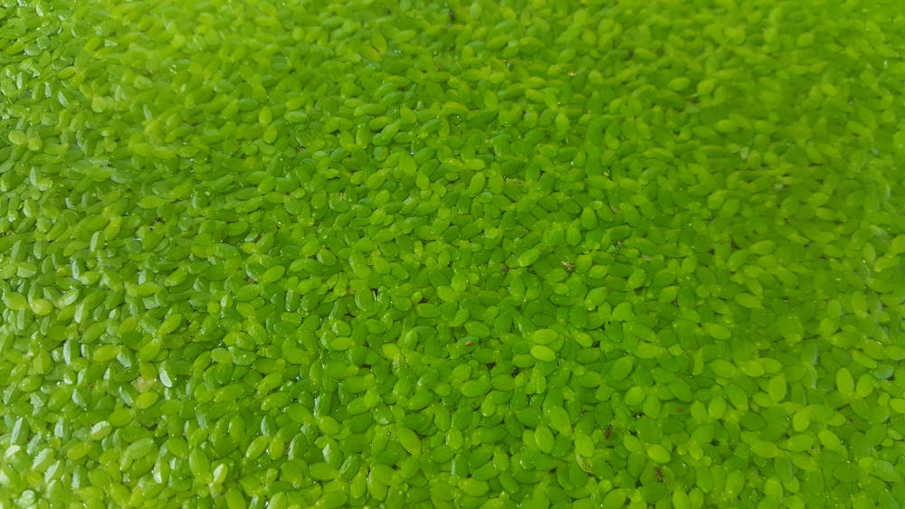 lesser duckweed