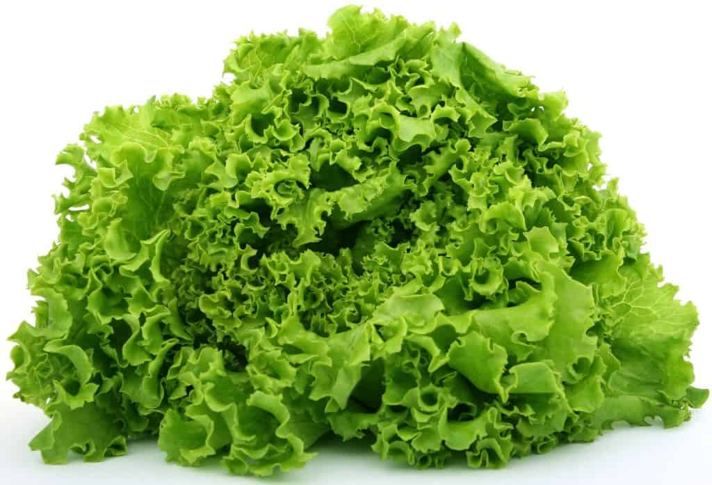 lettuce