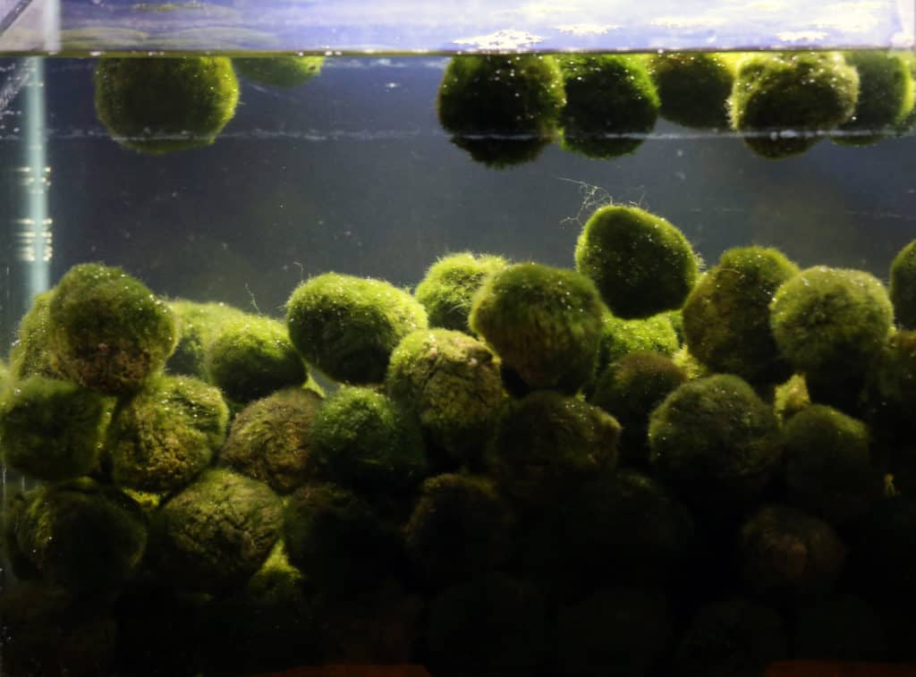 moss balls