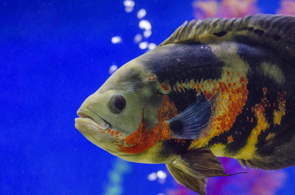 Oscar fish, Astronotus ocellatus. Tropical freshwater fish in aquarium. tiger oscar, velvet cichlid.fish from the cichlid family in tropical South America, most popular cichlids in the aquarium hobby