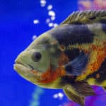 Oscar fish, Astronotus ocellatus. Tropical freshwater fish in aquarium. tiger oscar, velvet cichlid.fish from the cichlid family in tropical South America, most popular cichlids in the aquarium hobby