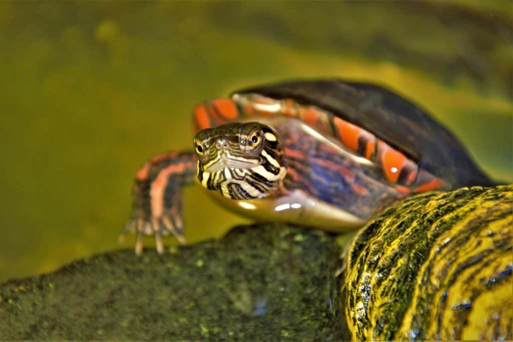 painted-turtle