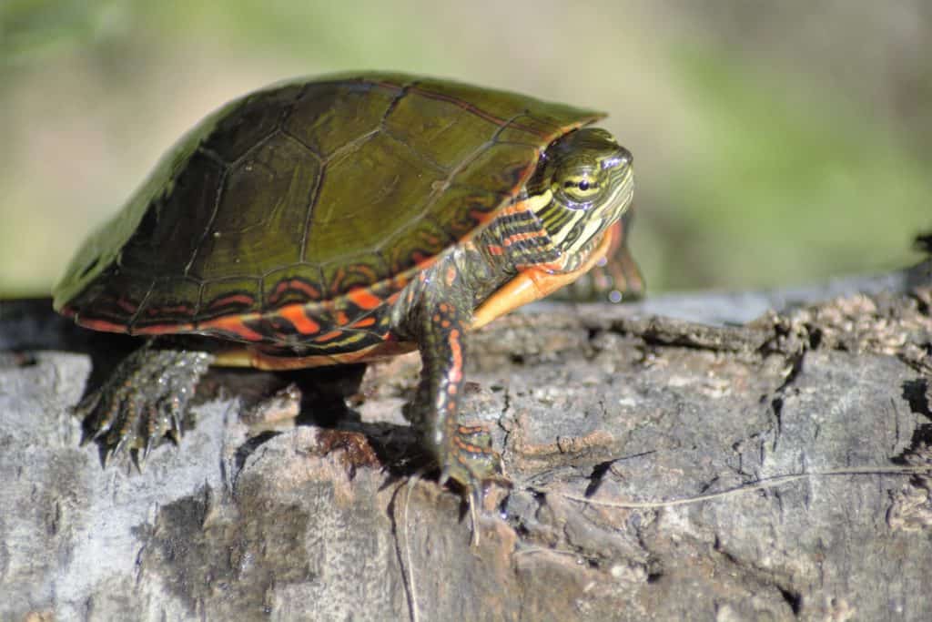 painted turtle on log