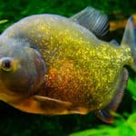 red bellied piranha in close up