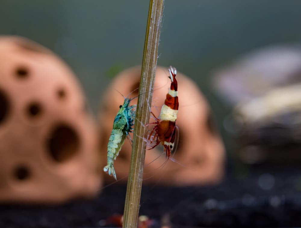 shrimp climbing up the bamboo stick