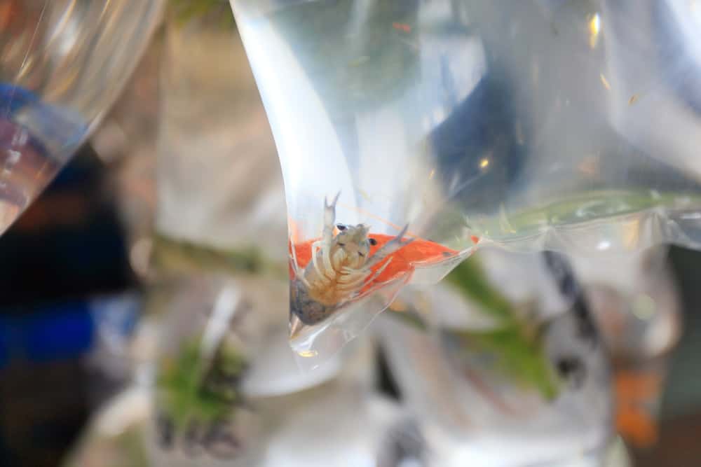 shrimp on plastic bag