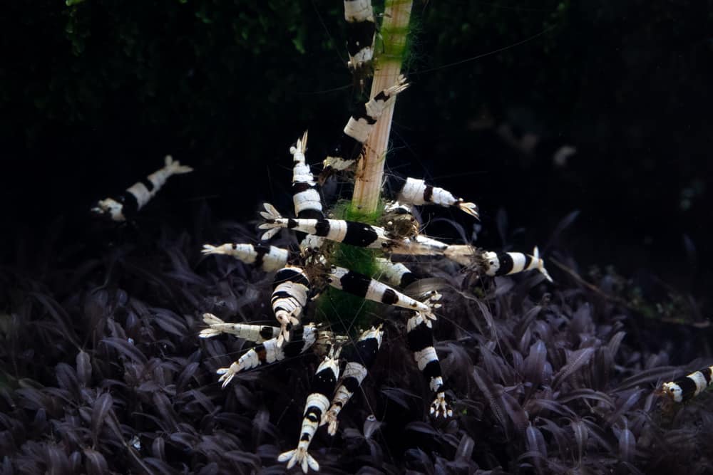 shrimps swarming around algae covered bamboo stick