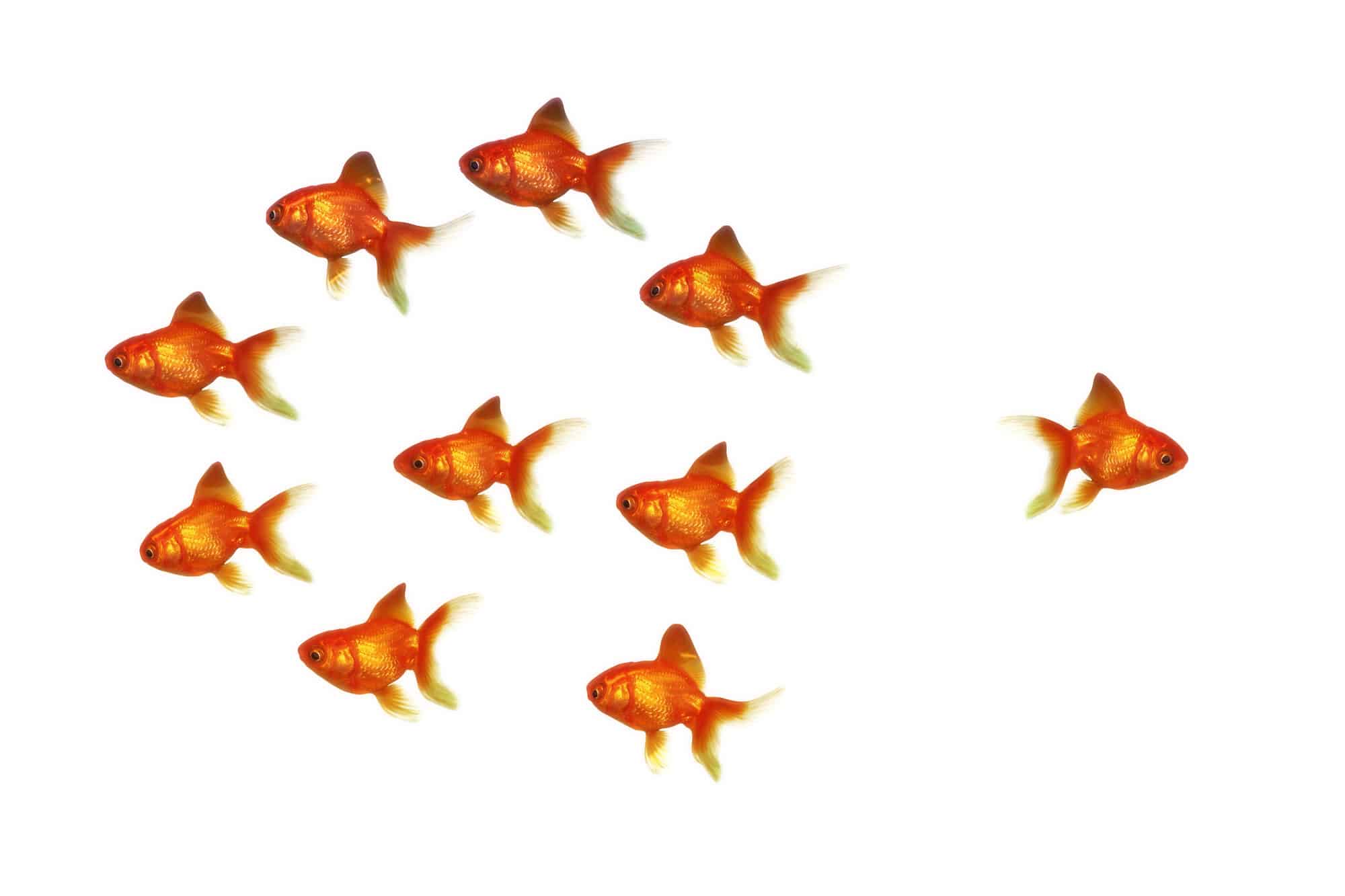 Do Goldfish Eat Each Other? (Everything To Know)