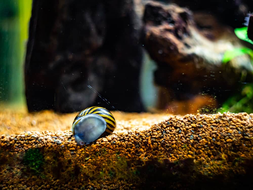 snail eating algae from the fish tank glass