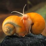snail in aquarium