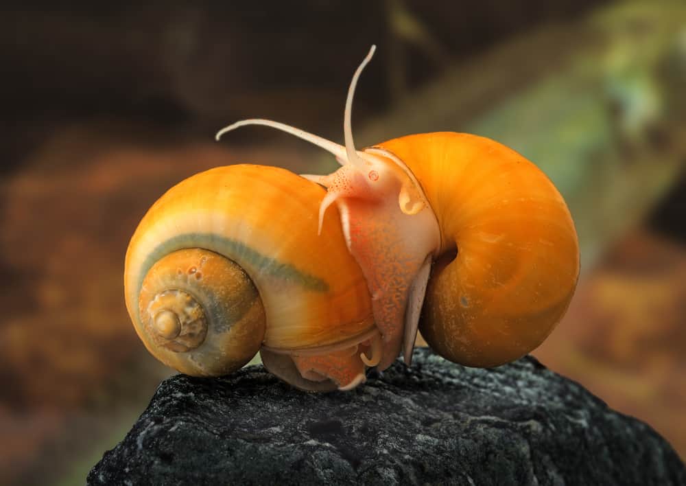 snail in aquarium