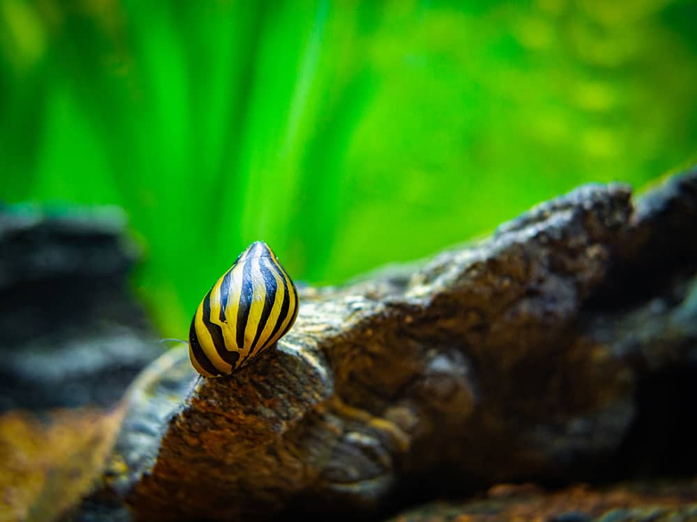 spotted nerite snail