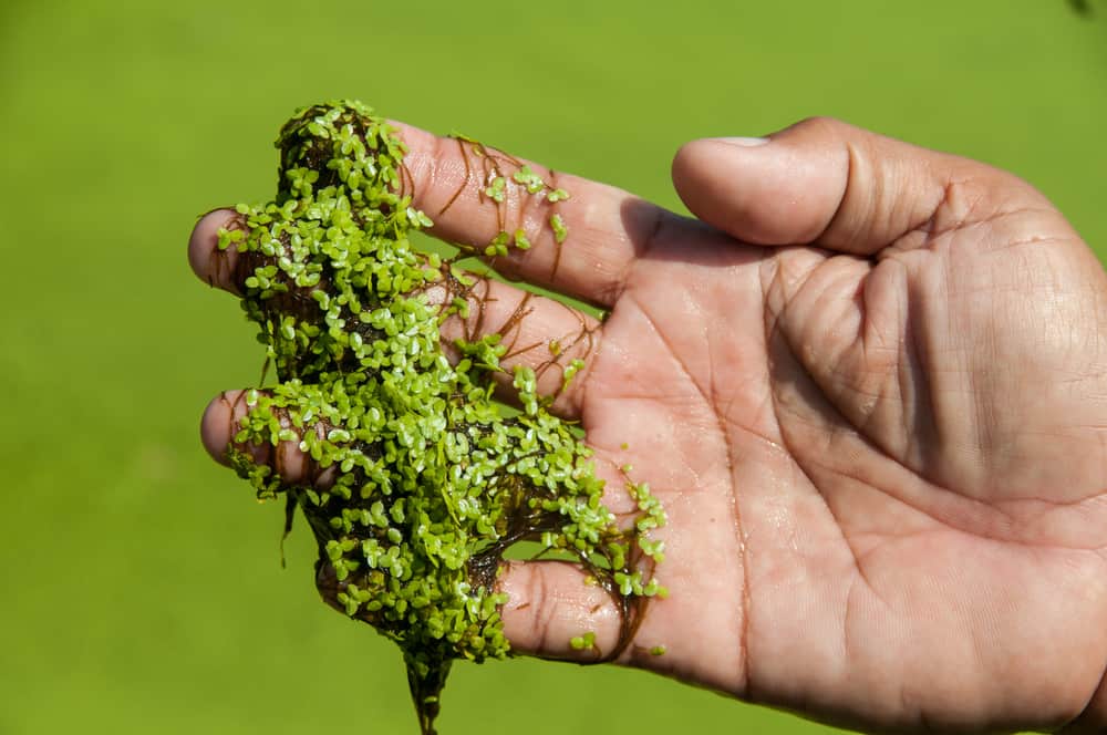 the common duckweed