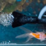 top view of a gold fish and filter