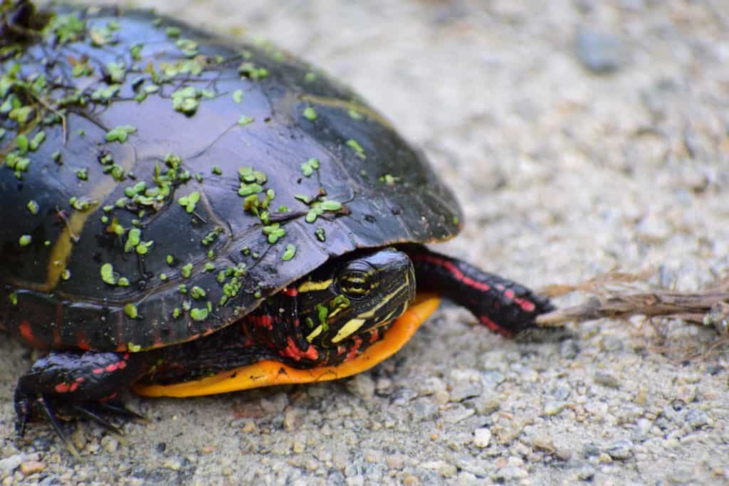 wild painted turtle