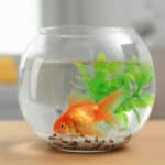 Beautiful bright small goldfish in round glass aquarium