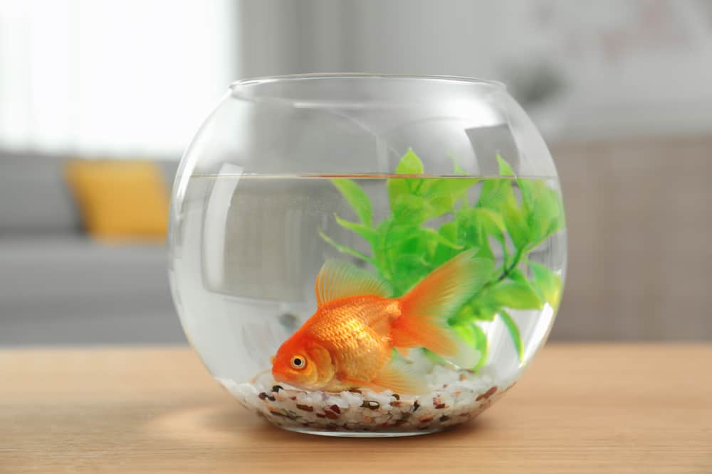 Beautiful bright small goldfish in round glass aquarium