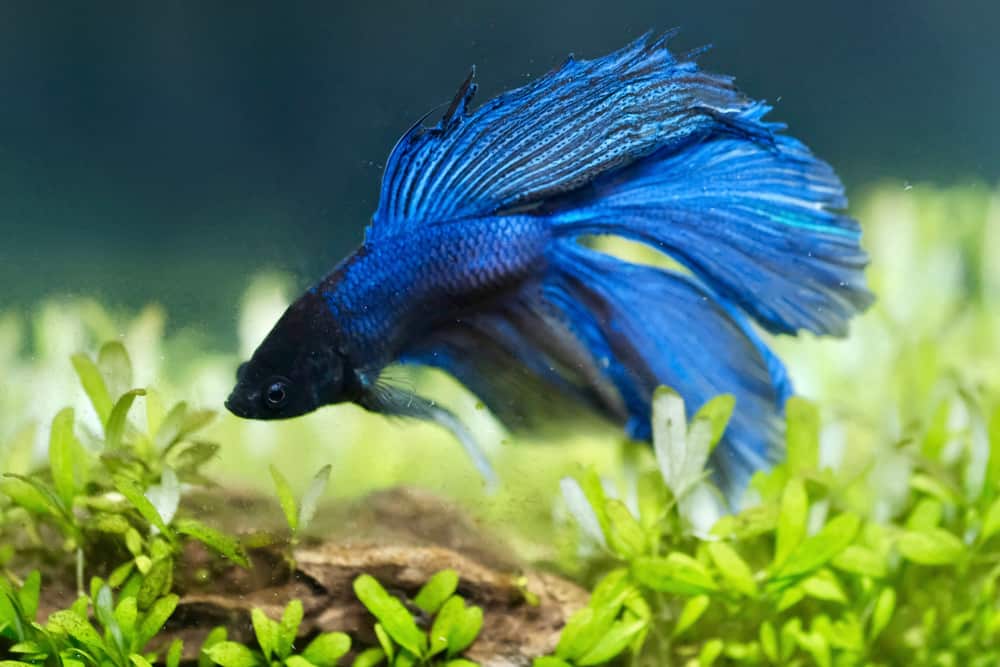 Blue halfmoon betta fish
