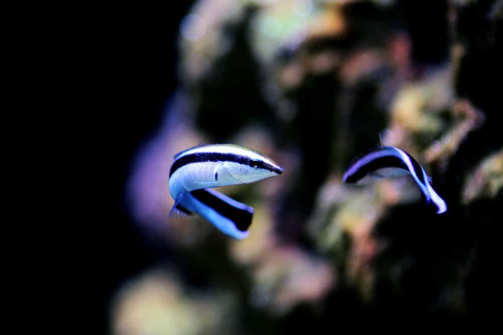 Bluestreak cleaner wrasse