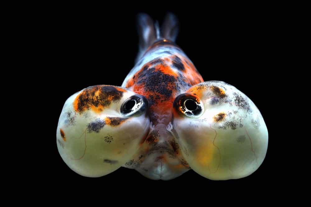 Bubble Eyes Goldfish in aquarium