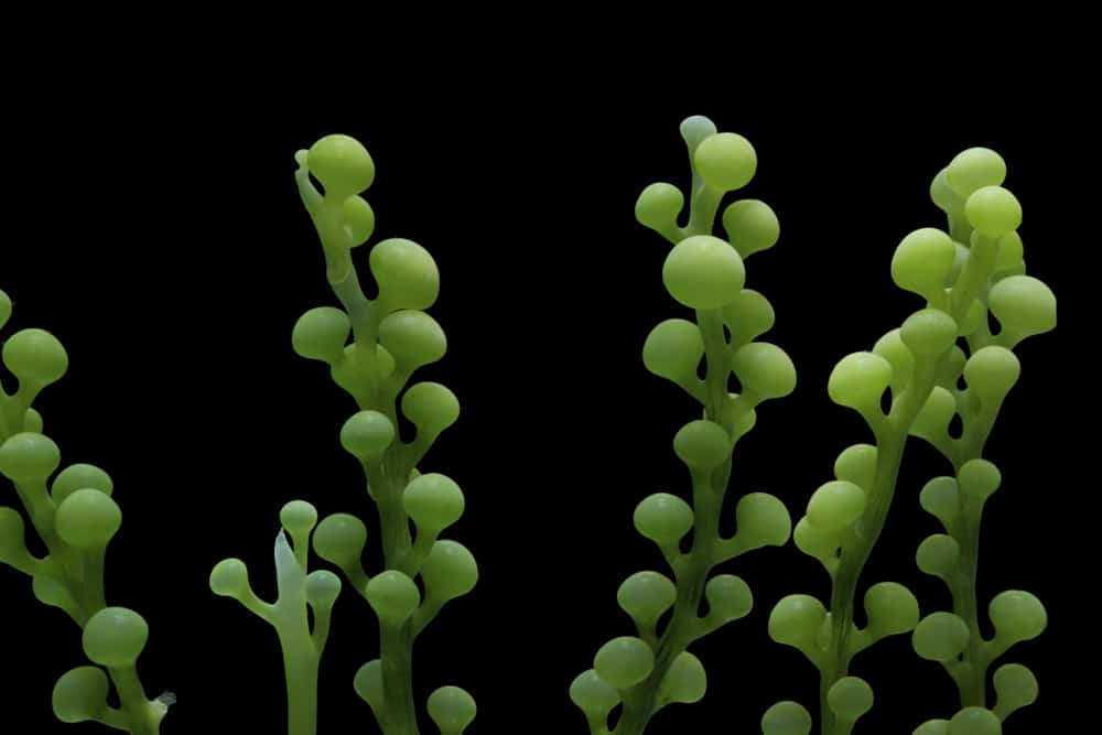 Caulerpa racemosa