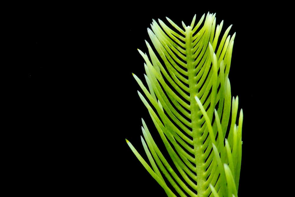 Caulerpa