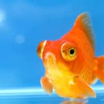 Dragon Eye Goldfish with blue background