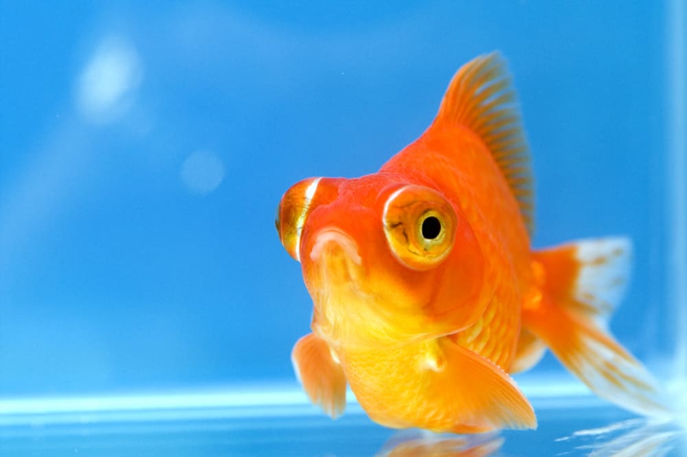 Dragon Eye Goldfish with blue background