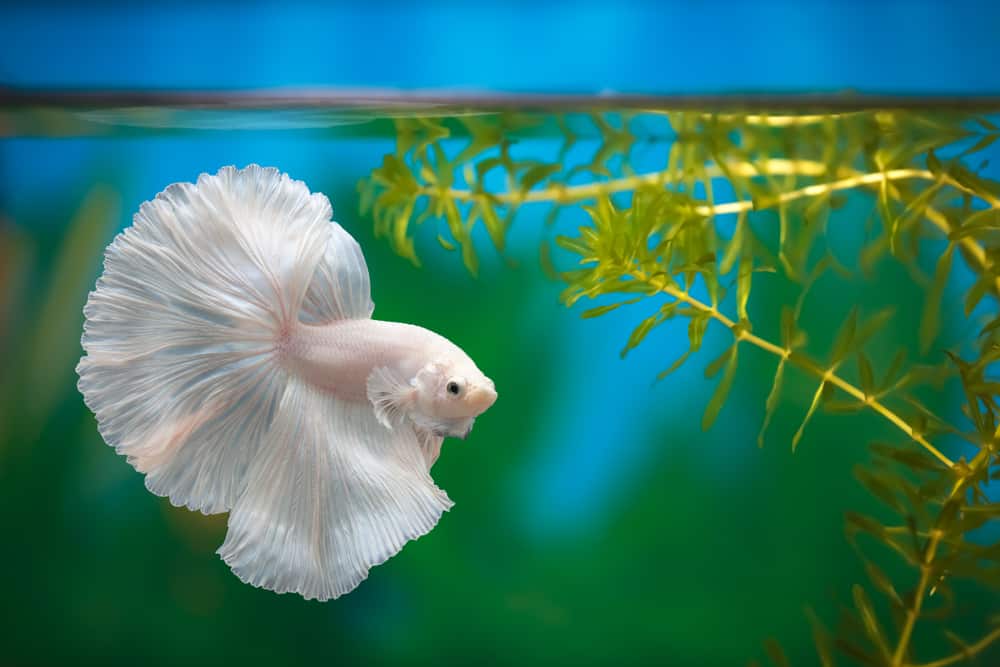 Dumbo Halfmoon Betta