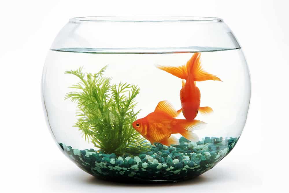 Goldfish fishbowl