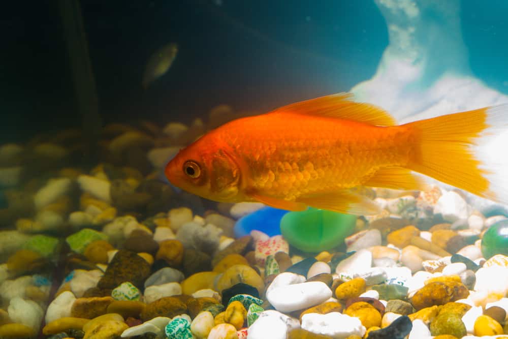 Goldfish in aquarium