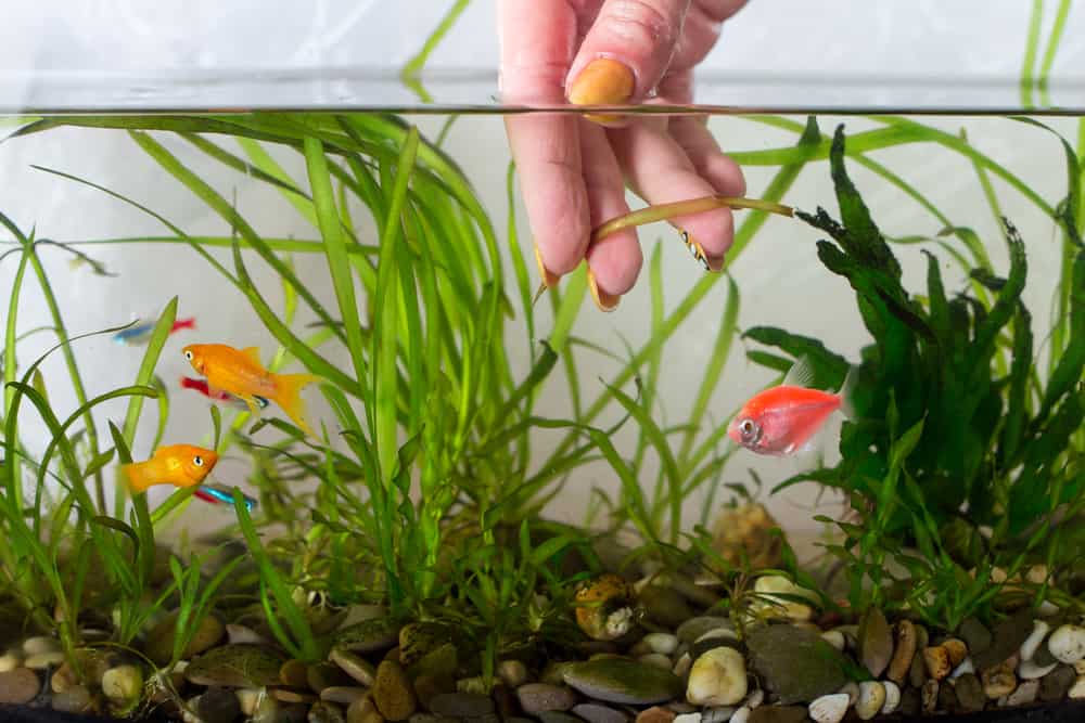 Hand removing old aquarium plants and cleaning glass