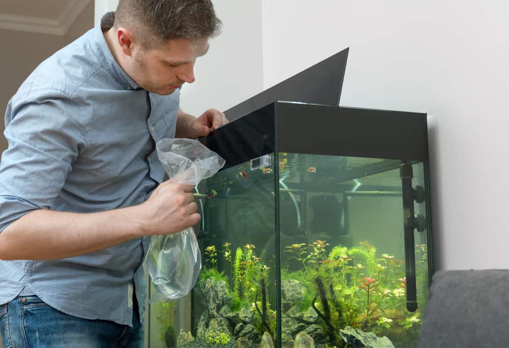 Handsome man with new fishes near the aquarium