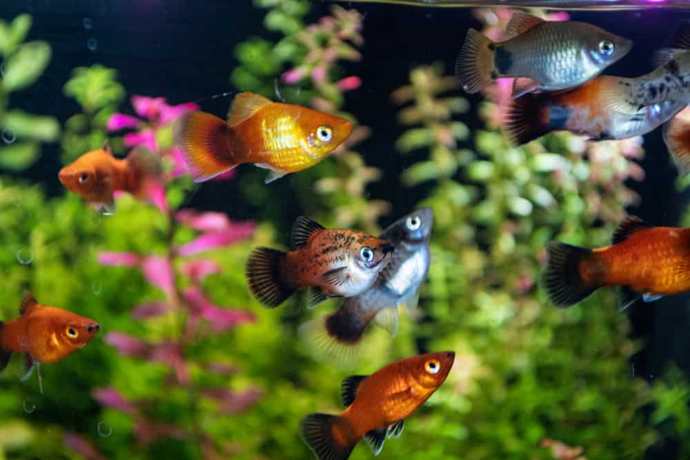 Platy Xiphophorus Maculatus in tropical aquarium