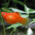 Sailfin Molly