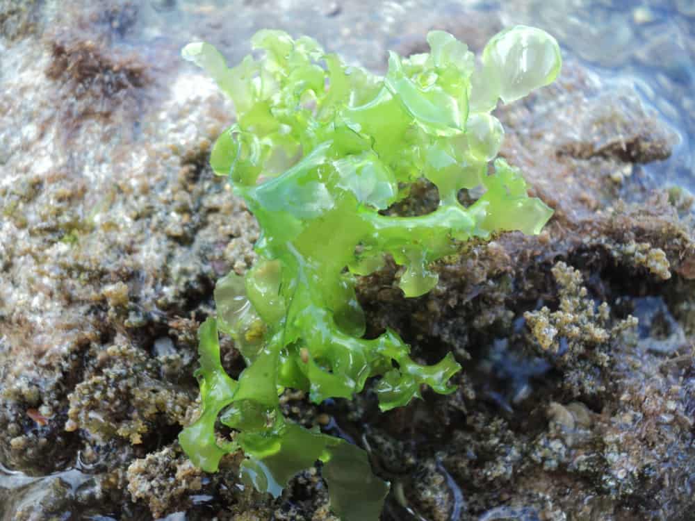 Sea lettuce as Ulva