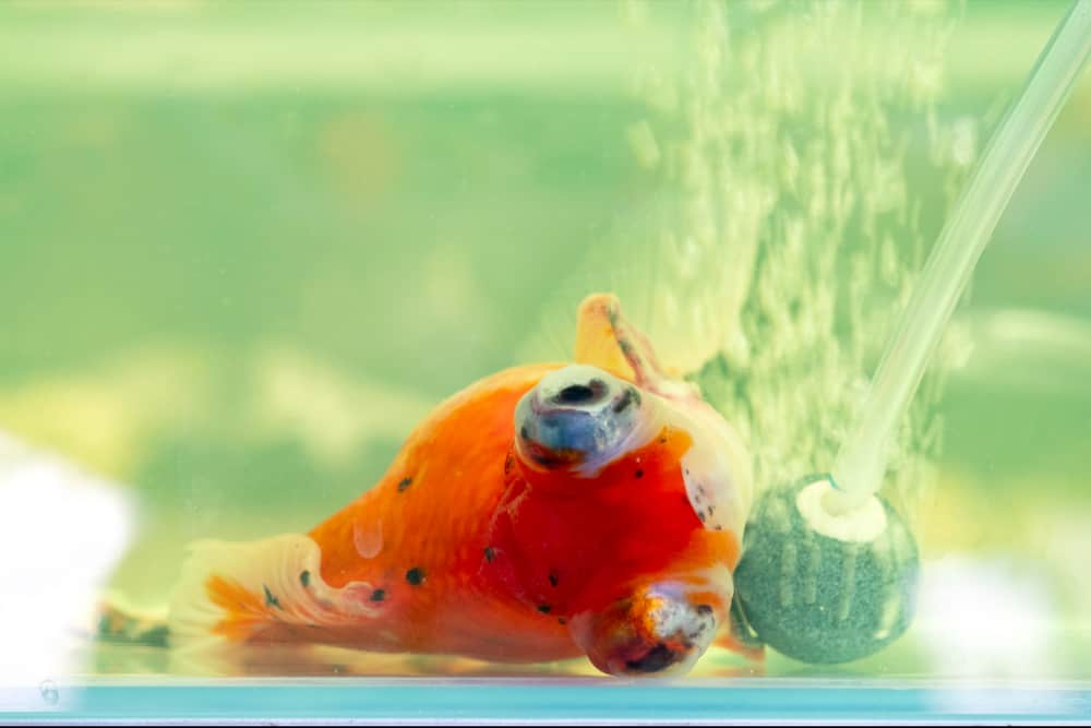 Sick goldfish lying in the bottom of the aquarium