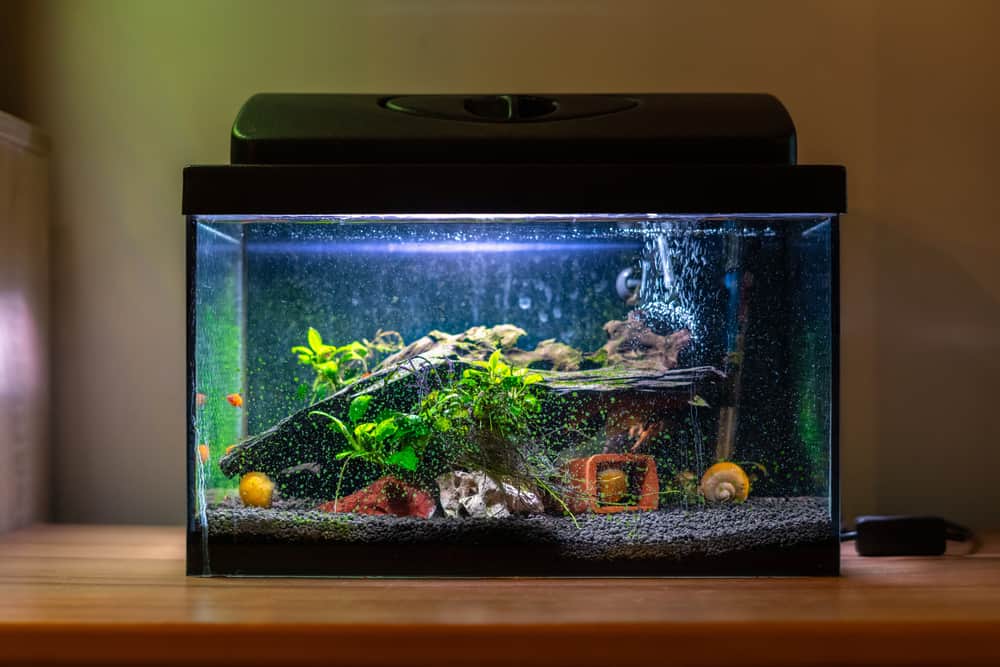 Small fish tank aquarium with colourful snails and fish