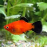Southern platyfish
