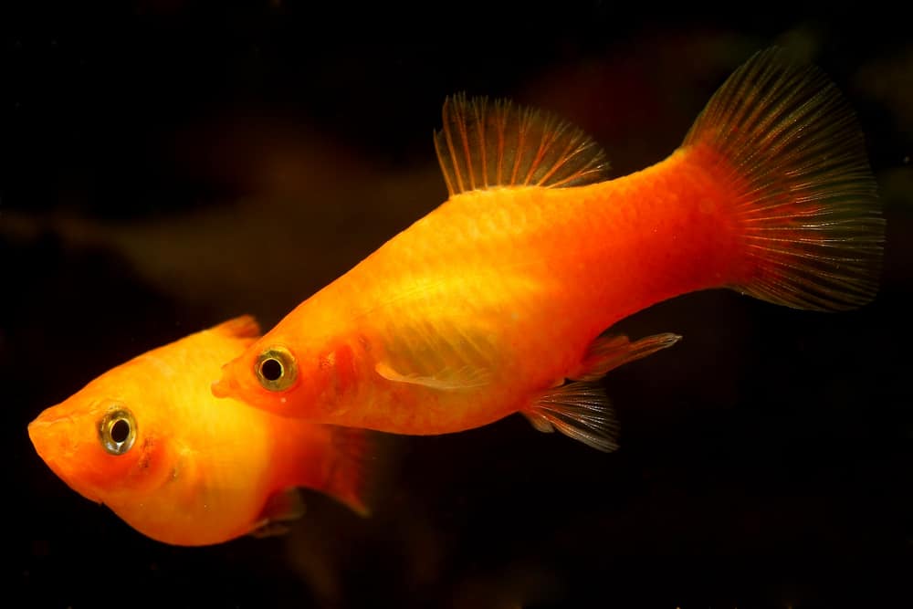 Southern platyfish (Xiphophorus maculatus)