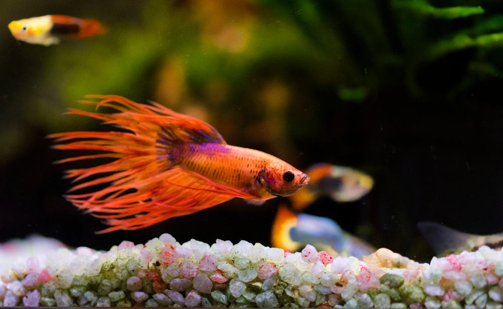 The Siamese fighting fish (Betta splendens)