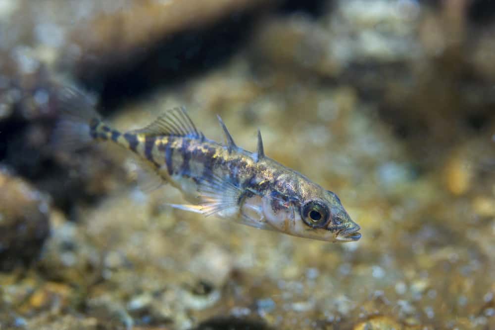 Three spined stickleback