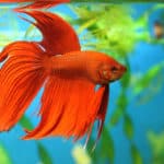 betta fish swims in aquarium water