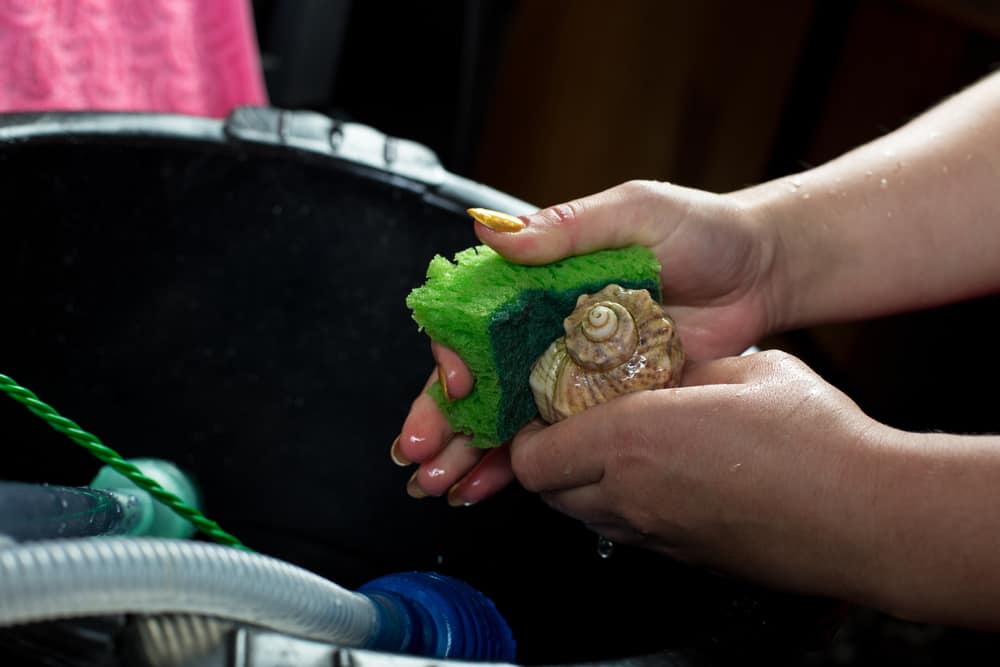 cleaning shells in the aquarium and other aquarium paraphernalia