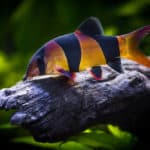 crown loach