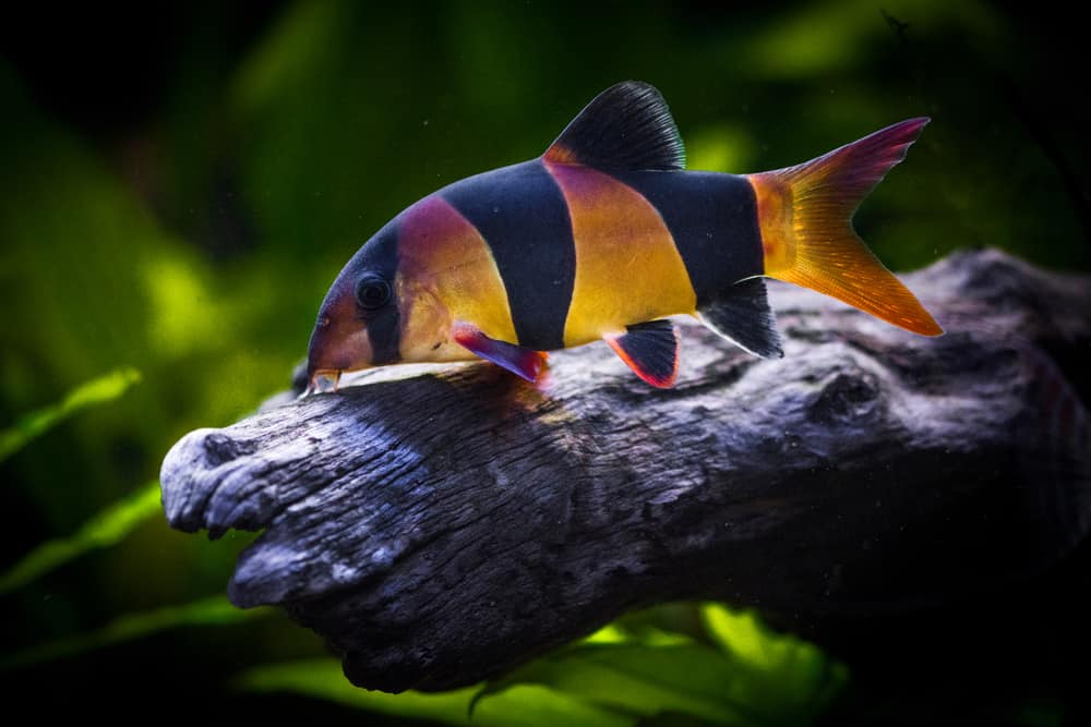 crown loach