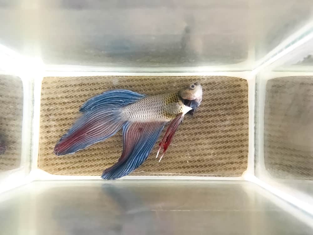 dead betta fish